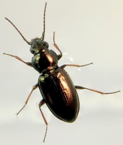 Réf. 183 943 : Bembidion pygmaeum
